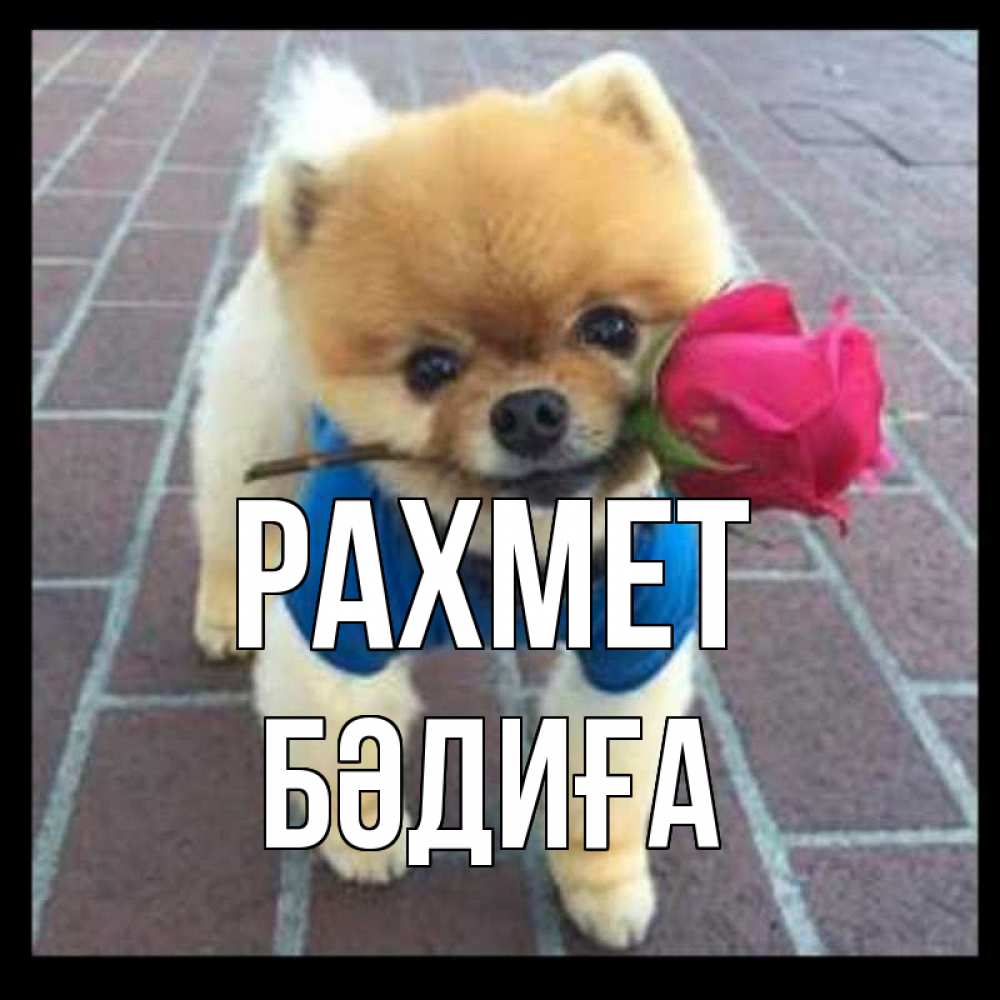 Күн сайын ашық хат с именем, БӘДИҒА рахмет спасибо и дарю тебе цветок Онлайн тегін жүктеп алу тілектері бар керемет карта 