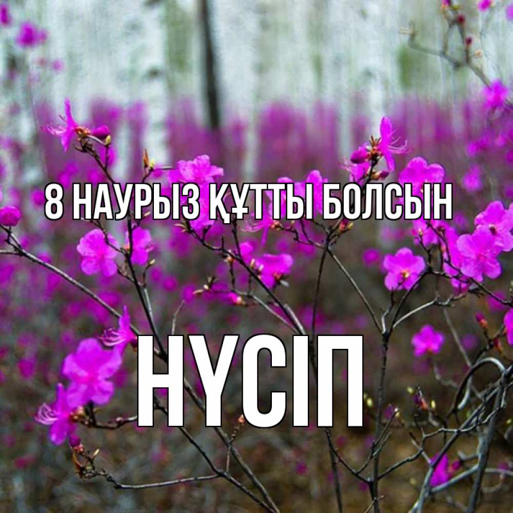 Күн сайын ашық хат с именем, НҮСІП 8 наурыз құтты болсын дикие цветы Онлайн тегін жүктеп алу тілектері бар керемет карта 
