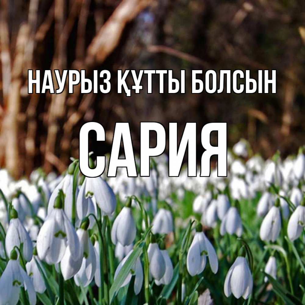 Күн сайын ашық хат с именем, САРИЯ Наурыз құтты болсын с подснежниками 1 Онлайн тегін жүктеп алу тілектері бар керемет карта 