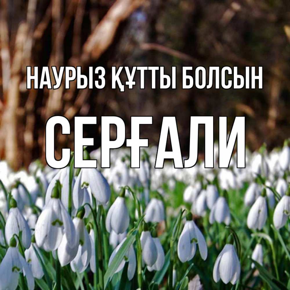 Күн сайын ашық хат с именем, СЕРҒАЛИ Наурыз құтты болсын с подснежниками 1 Онлайн тегін жүктеп алу тілектері бар керемет карта 
