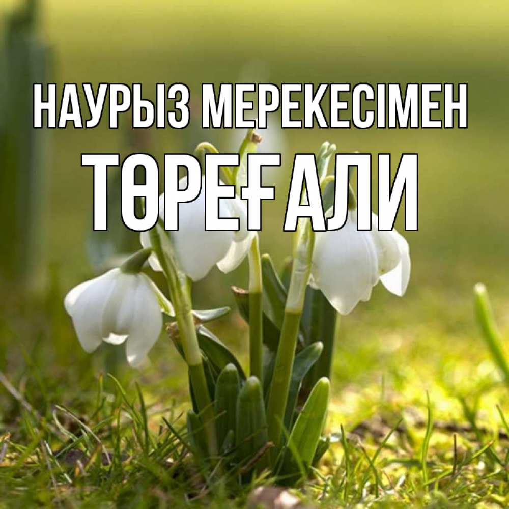 Күн сайын ашық хат с именем, Төреғали Наурыз мерекесімен ранние цветы 2 Онлайн тегін жүктеп алу тілектері бар керемет карта 