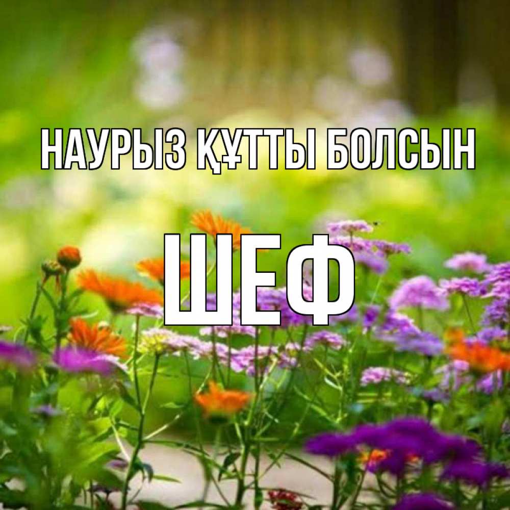 Күн сайын ашық хат с именем, Шеф Наурыз құтты болсын цветы Онлайн тегін жүктеп алу тілектері бар керемет карта 