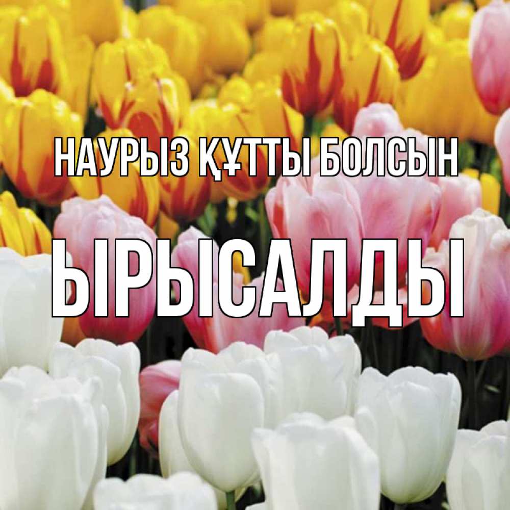 Күн сайын ашық хат с именем, ЫРЫСАЛДЫ Наурыз құтты болсын разноцветные цветы Онлайн тегін жүктеп алу тілектері бар керемет карта 