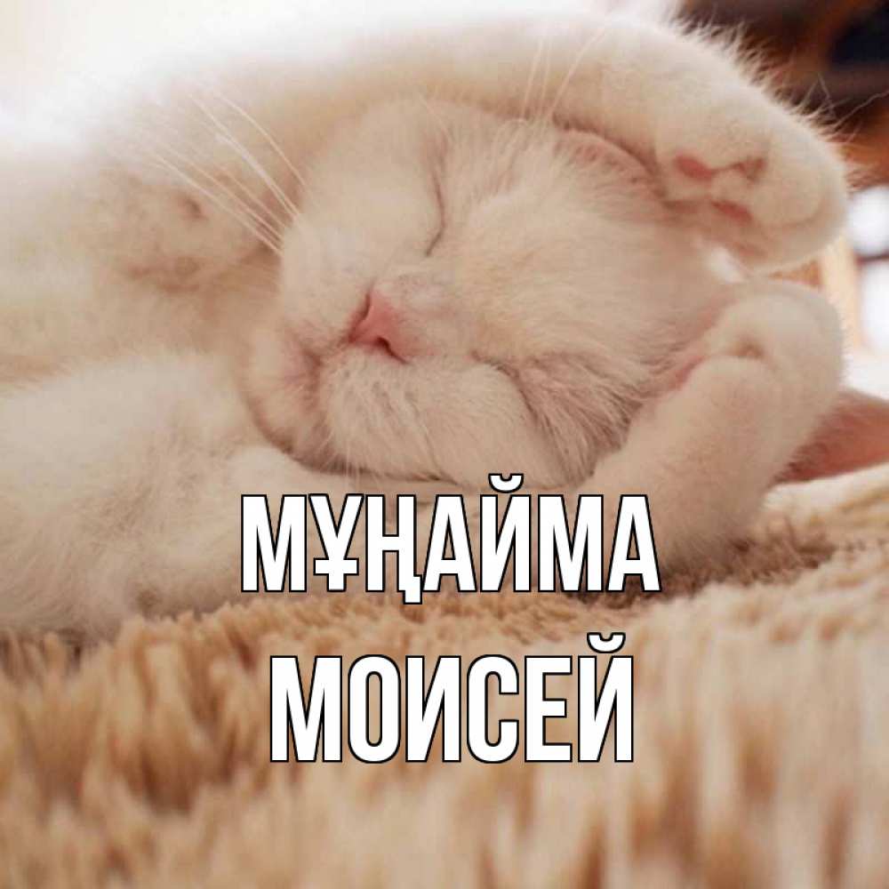 Күн сайын ашық хат с именем, Моисей Мұңайма белый кот Онлайн тегін жүктеп алу тілектері бар керемет карта 