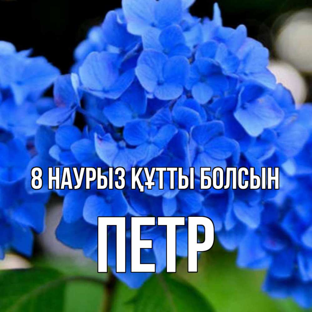 Күн сайын ашық хат с именем, Петр 8 наурыз құтты болсын синие цветы Онлайн тегін жүктеп алу тілектері бар керемет карта 