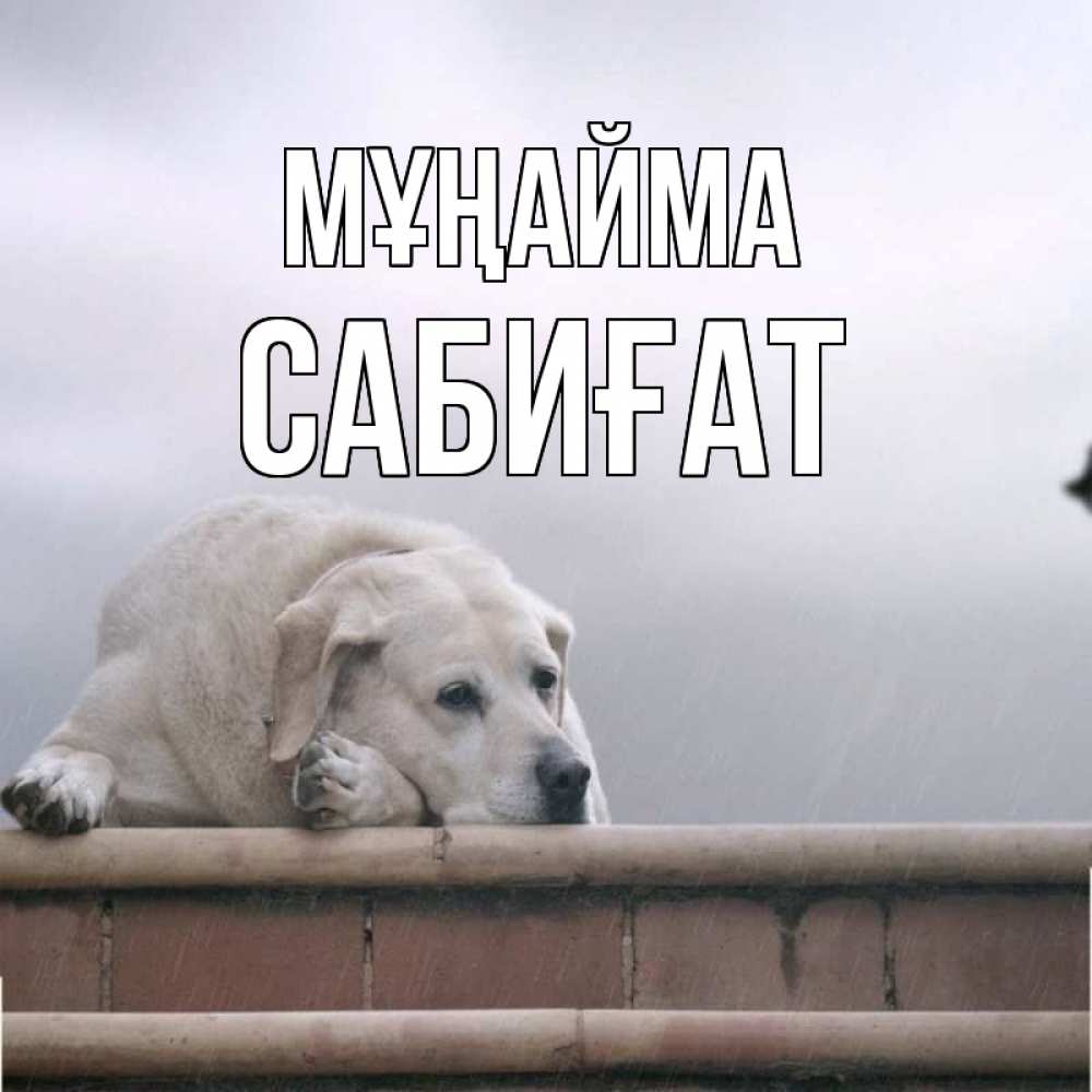 Күн сайын ашық хат с именем, САБИҒАТ Мұңайма белый пес 1 Онлайн тегін жүктеп алу тілектері бар керемет карта 