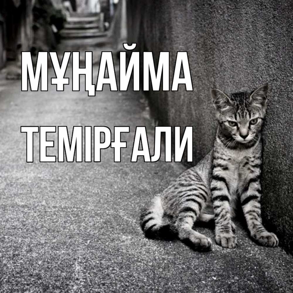 Күн сайын ашық хат с именем, ТЕМІРҒАЛИ Мұңайма скучающий котик Онлайн тегін жүктеп алу тілектері бар керемет карта 