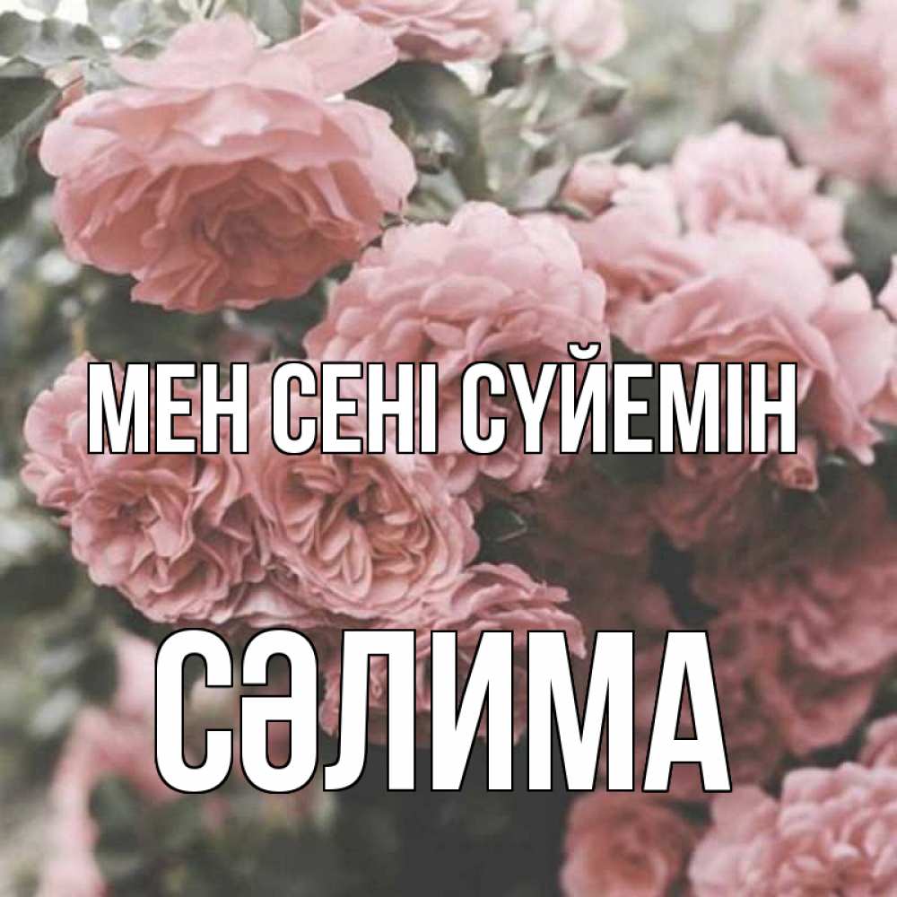 Күн сайын ашық хат с именем, СӘЛИМА Мен сені сүйемін розы 3 Онлайн тегін жүктеп алу тілектері бар керемет карта 