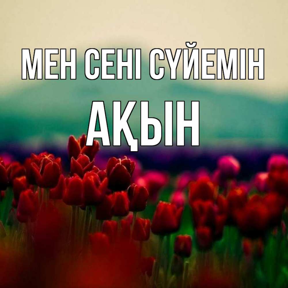 Күн сайын ашық хат с именем, Ақын Мен сені сүйемін тюльпаны 4 Онлайн тегін жүктеп алу тілектері бар керемет карта 