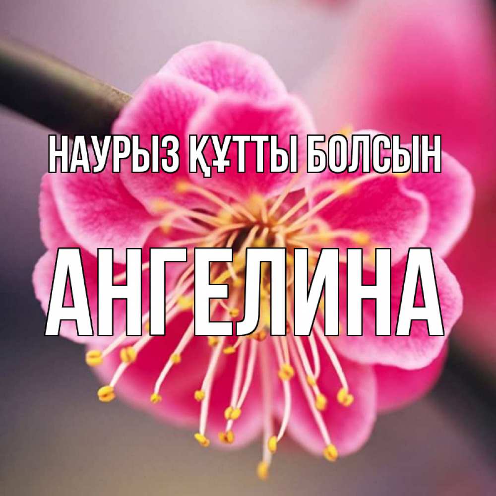 Күн сайын ашық хат с именем, Ангелина Наурыз құтты болсын цветы Онлайн тегін жүктеп алу тілектері бар керемет карта 