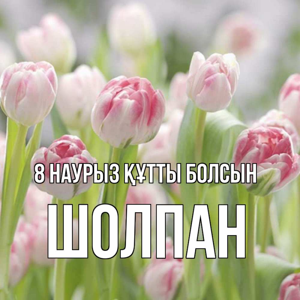 Күн сайын ашық хат с именем, ШОЛПАН 8 наурыз құтты болсын цветы Онлайн тегін жүктеп алу тілектері бар керемет карта 