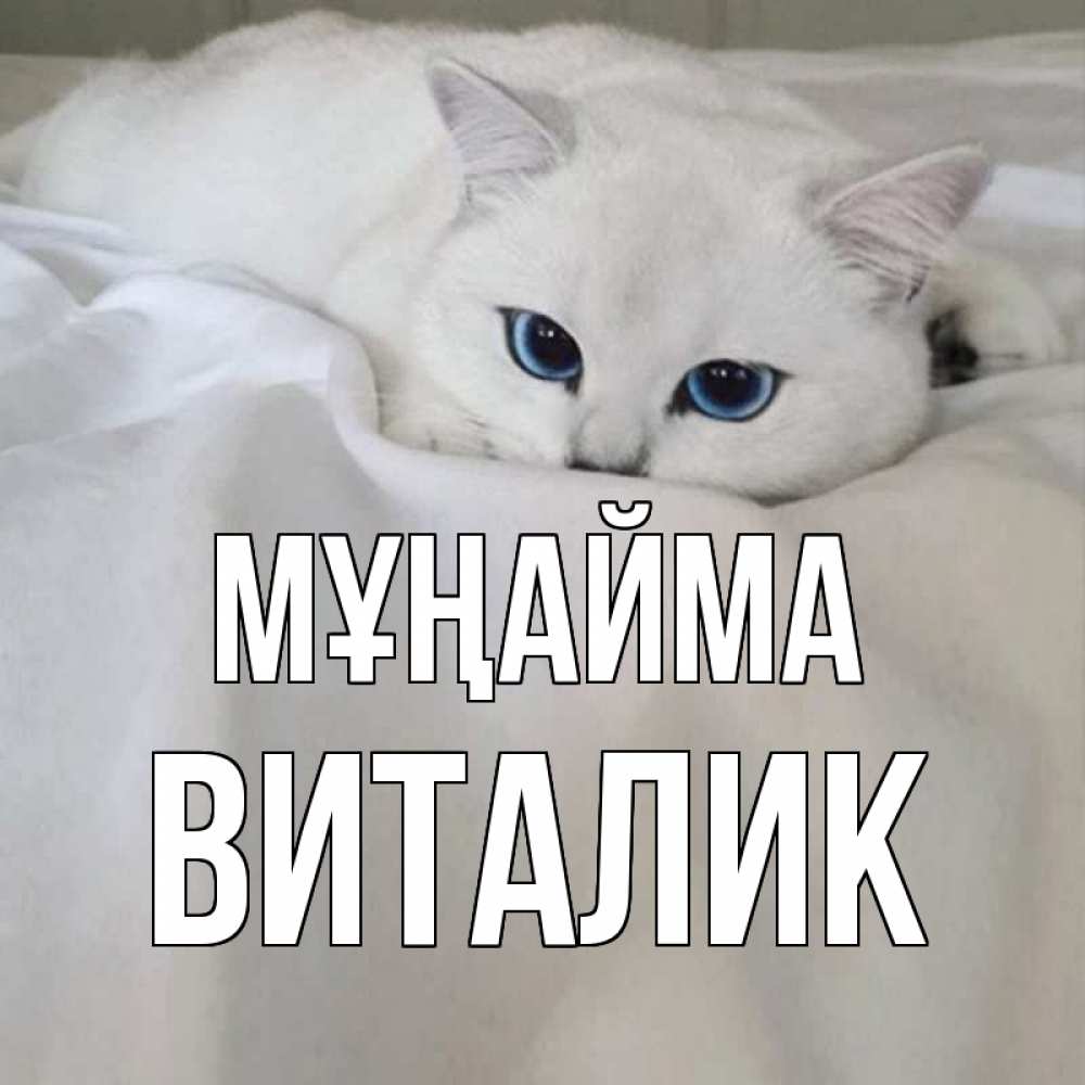 Күн сайын ашық хат с именем, Виталик Мұңайма белый кот с голубыми глазами на белоснежной кровати Онлайн тегін жүктеп алу тілектері бар керемет карта 