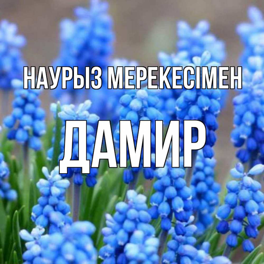Күн сайын ашық хат с именем, Дамир Наурыз мерекесімен Поздравительная открытка для женщин с цветами на праздничную дату Онлайн тегін жүктеп алу тілектері бар керемет карта 
