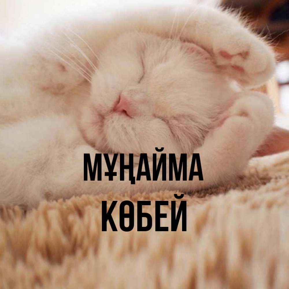 Күн сайын ашық хат с именем, Көбей Мұңайма Котенок спит Онлайн тегін жүктеп алу тілектері бар керемет карта 