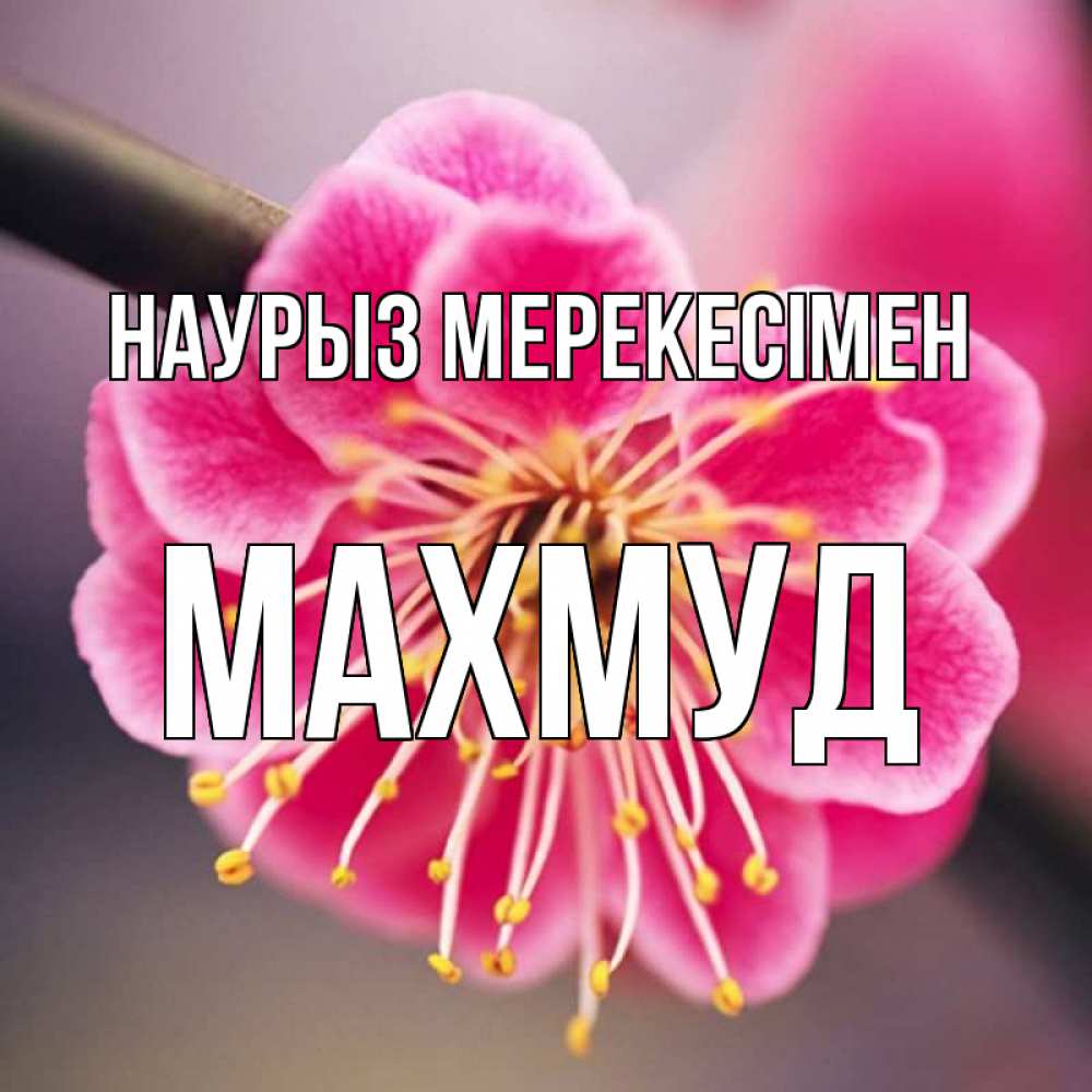 Күн сайын ашық хат с именем, Махмуд Наурыз мерекесімен цветы Онлайн тегін жүктеп алу тілектері бар керемет карта 