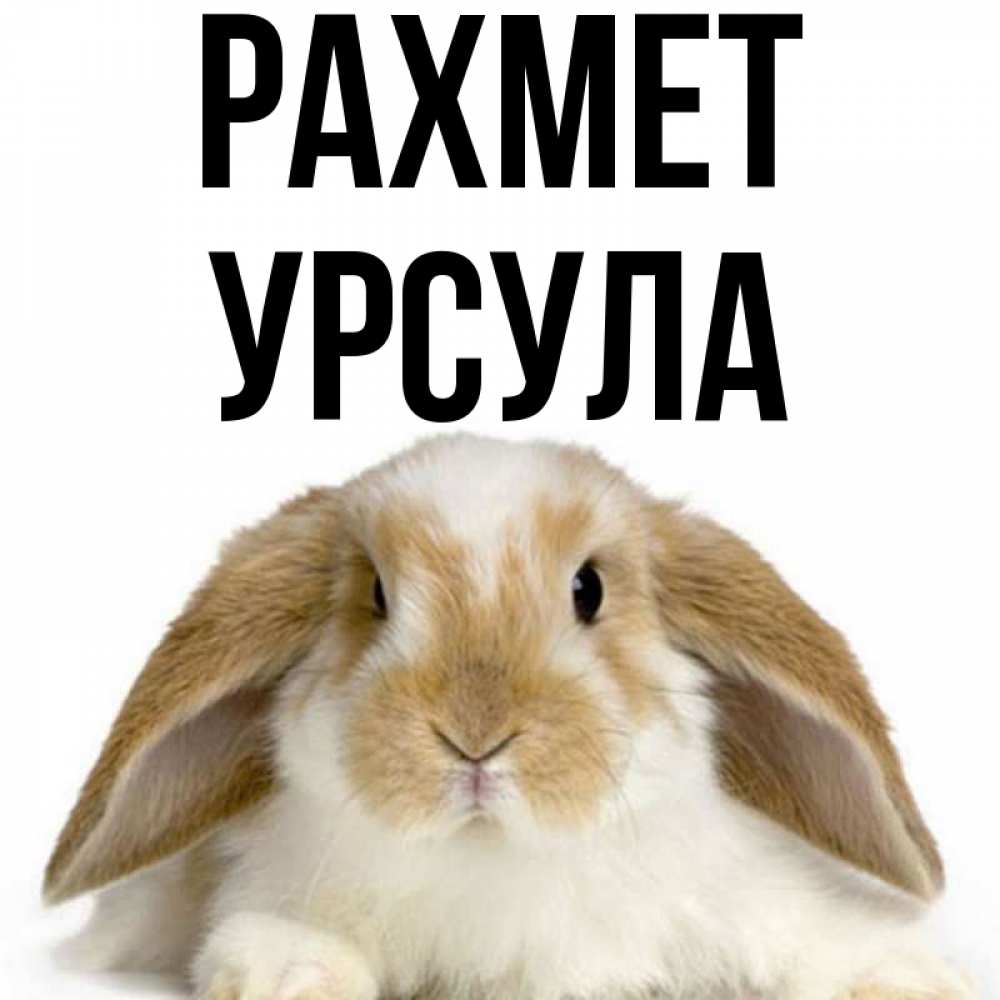 Күн сайын ашық хат с именем, Урсула рахмет коричнево белый заяц Онлайн тегін жүктеп алу тілектері бар керемет карта 