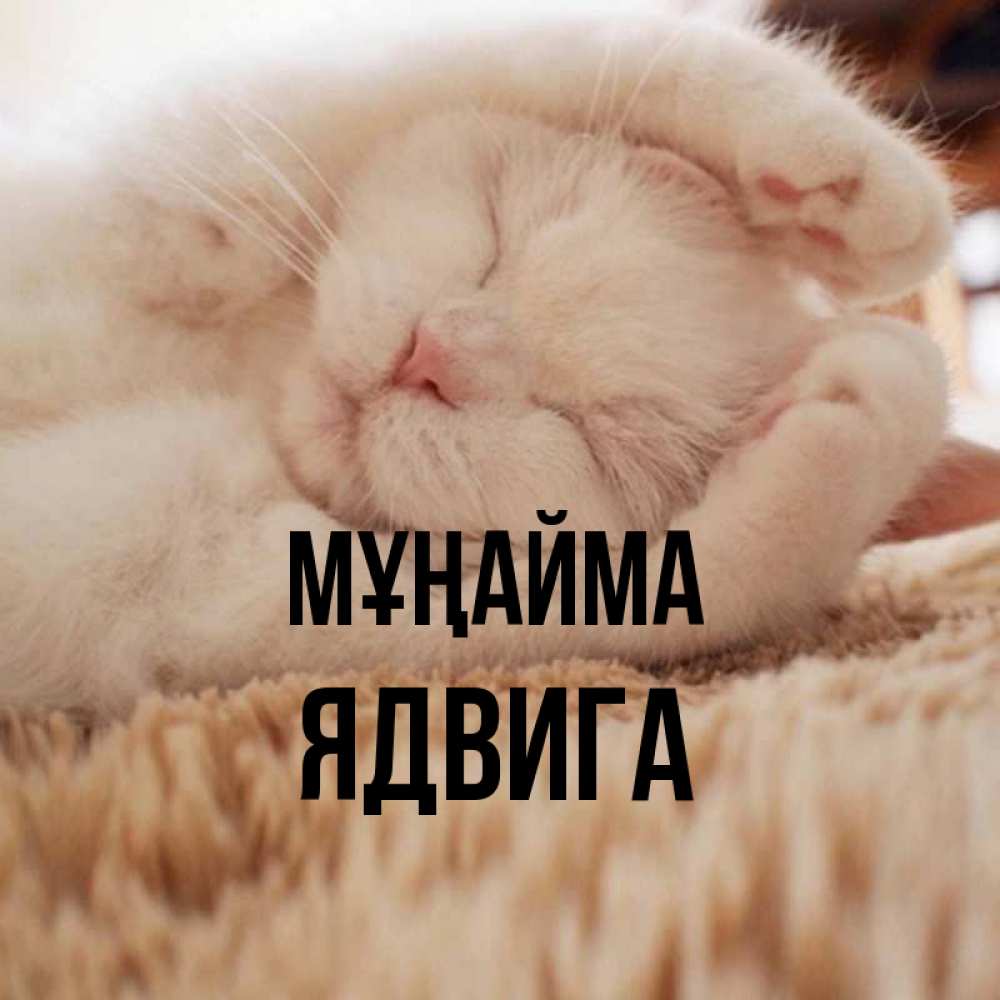 Күн сайын ашық хат с именем, Ядвига Мұңайма Котенок спит Онлайн тегін жүктеп алу тілектері бар керемет карта 