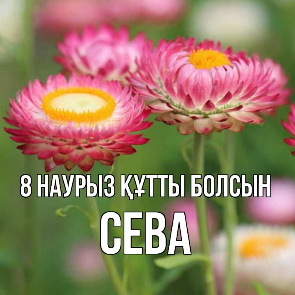 Күн сайын ашық хат с именем, Сева 8 наурыз құтты болсын подарок на международный женский день Онлайн тегін жүктеп алу тілектері бар керемет карта 