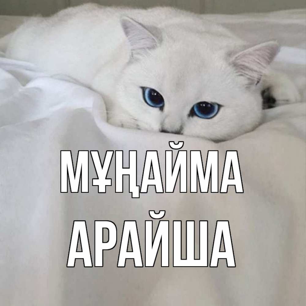 Күн сайын ашық хат с именем, АРАЙША Мұңайма белый кот с голубыми глазами на белоснежной кровати Онлайн тегін жүктеп алу тілектері бар керемет карта 