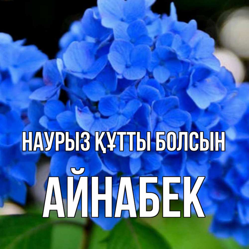 Күн сайын ашық хат с именем, Айнабек Наурыз құтты болсын синие цветы Онлайн тегін жүктеп алу тілектері бар керемет карта 
