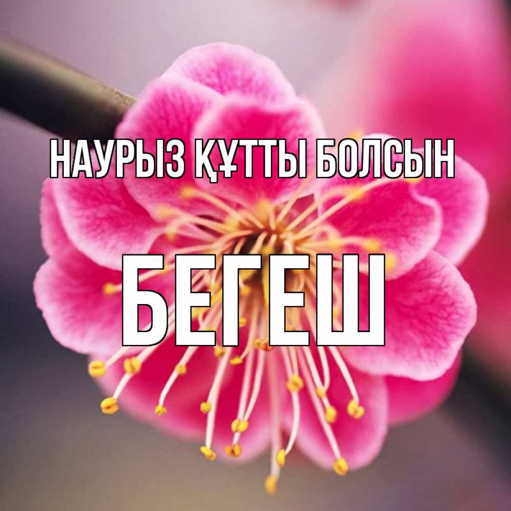 Күн сайын ашық хат с именем, Бегеш Наурыз құтты болсын цветы Онлайн тегін жүктеп алу тілектері бар керемет карта 