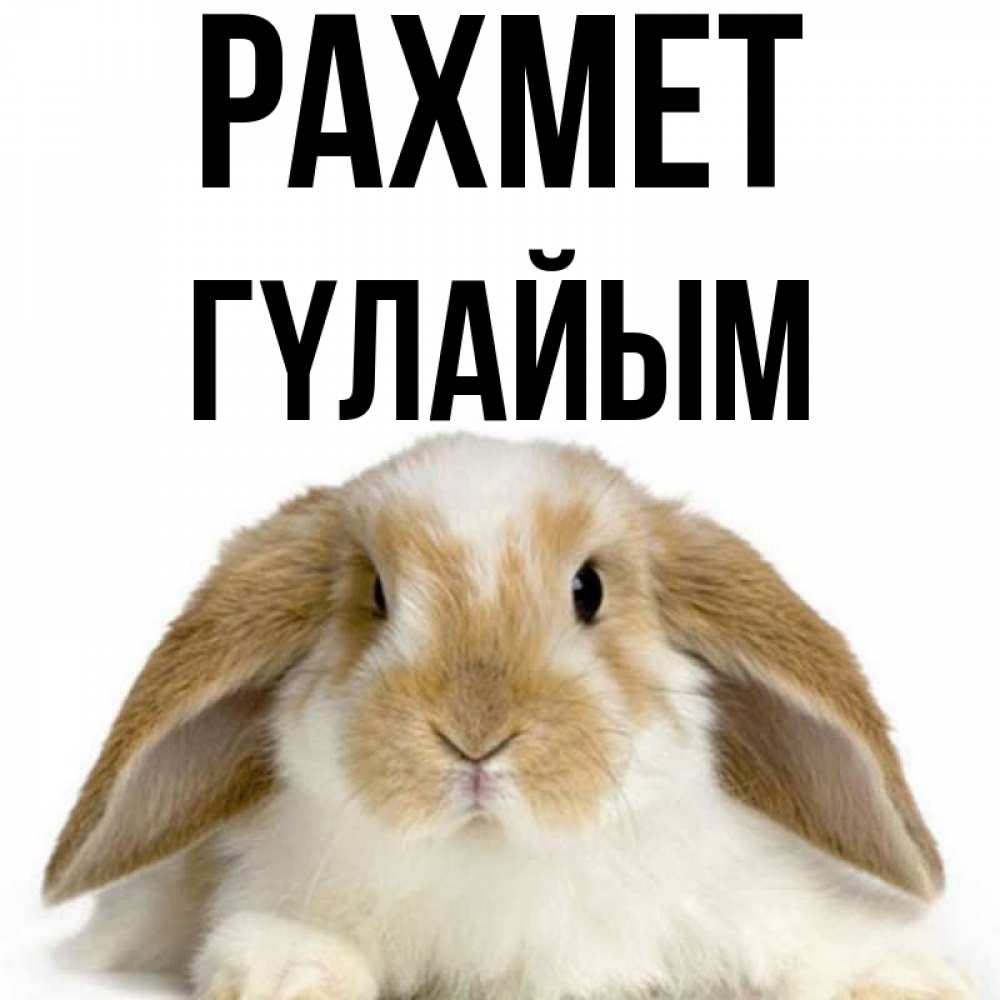 Күн сайын ашық хат с именем, ГҮЛАЙЫМ рахмет коричнево белый заяц Онлайн тегін жүктеп алу тілектері бар керемет карта 