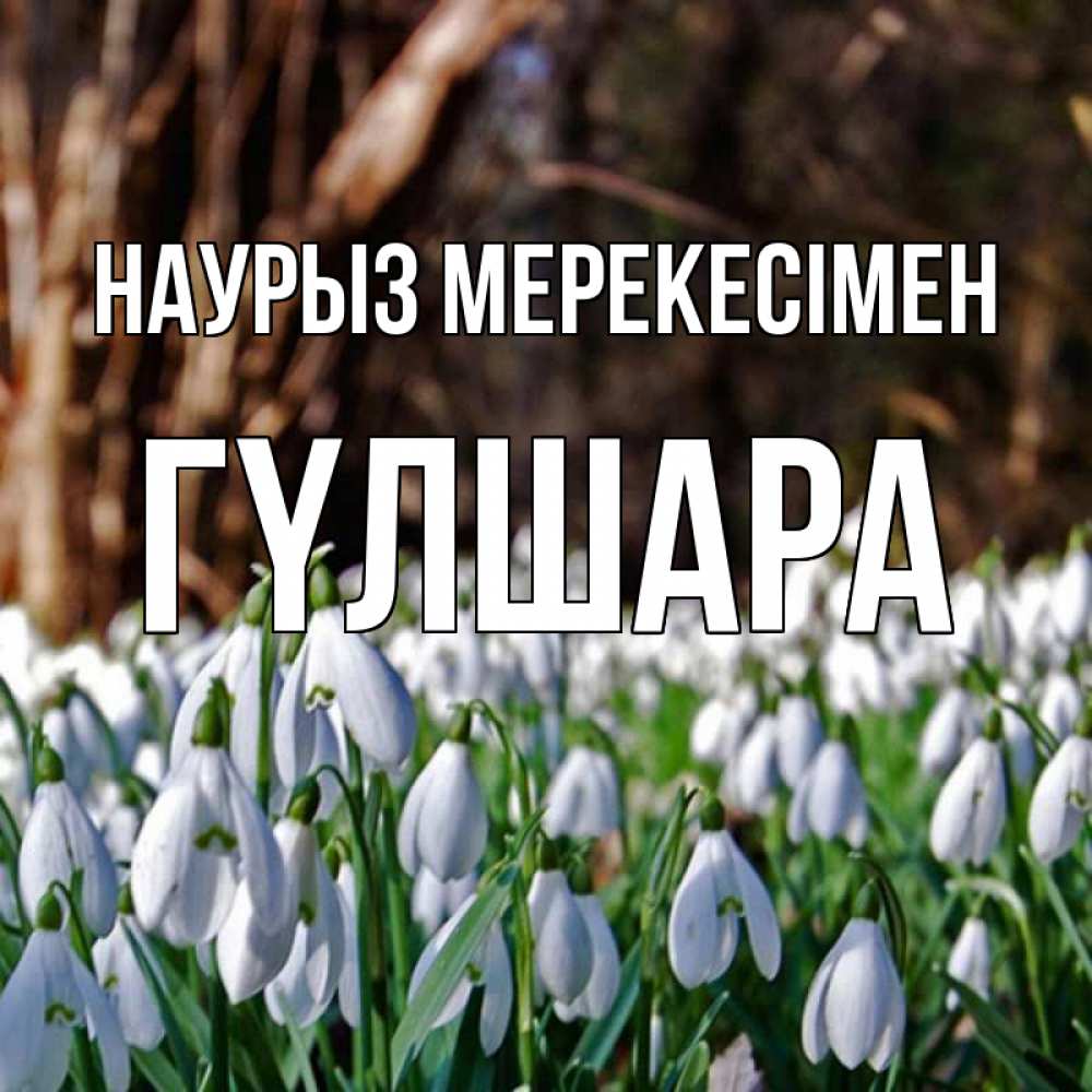 Күн сайын ашық хат с именем, ГҮЛШАРА Наурыз мерекесімен с подснежниками 1 Онлайн тегін жүктеп алу тілектері бар керемет карта 