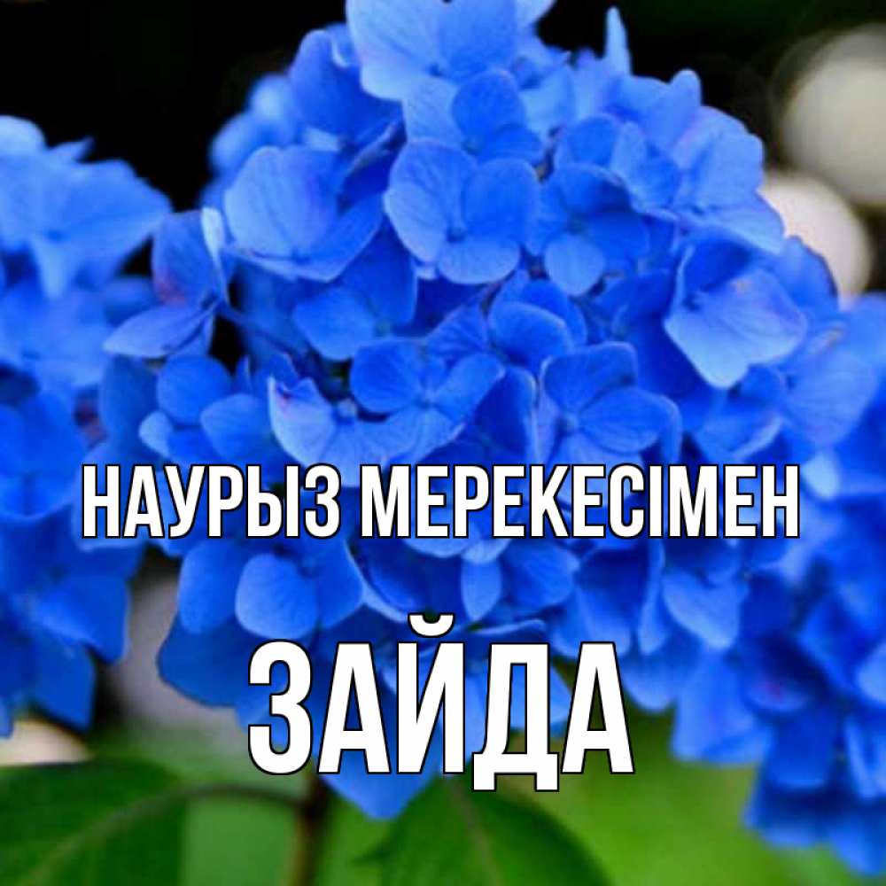 Күн сайын ашық хат с именем, ЗАЙДА Наурыз мерекесімен синие цветы Онлайн тегін жүктеп алу тілектері бар керемет карта 