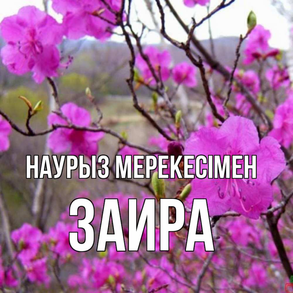 Күн сайын ашық хат с именем, Заира Наурыз мерекесімен праздник весны наурыз Онлайн тегін жүктеп алу тілектері бар керемет карта 