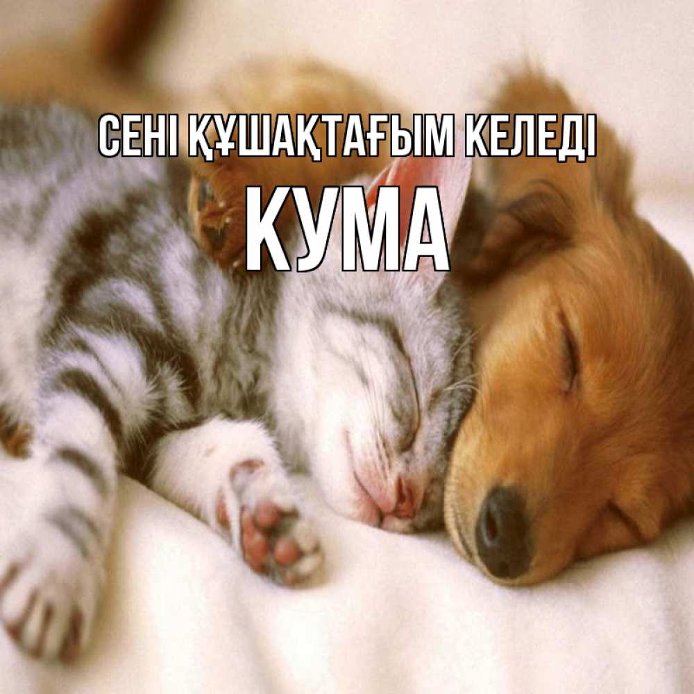Күн сайын ашық хат с именем, Кума сені құшақтағым келеді пес и котенок Онлайн тегін жүктеп алу тілектері бар керемет карта 