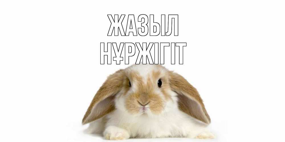 Күн сайын ашық хат с именем, НҰРЖІГІТ Жазыл вислоухий кролик белого и коричневого цвета Онлайн тегін жүктеп алу тілектері бар керемет карта 