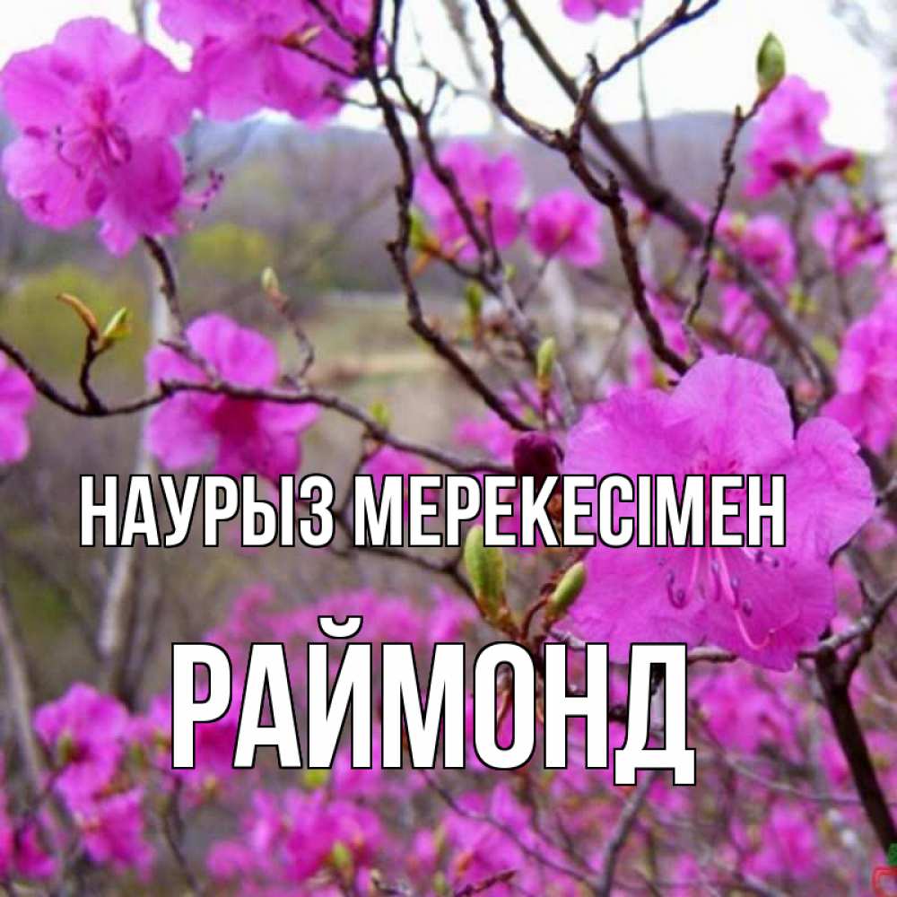Күн сайын ашық хат с именем, Раймонд Наурыз мерекесімен праздник весны наурыз Онлайн тегін жүктеп алу тілектері бар керемет карта 