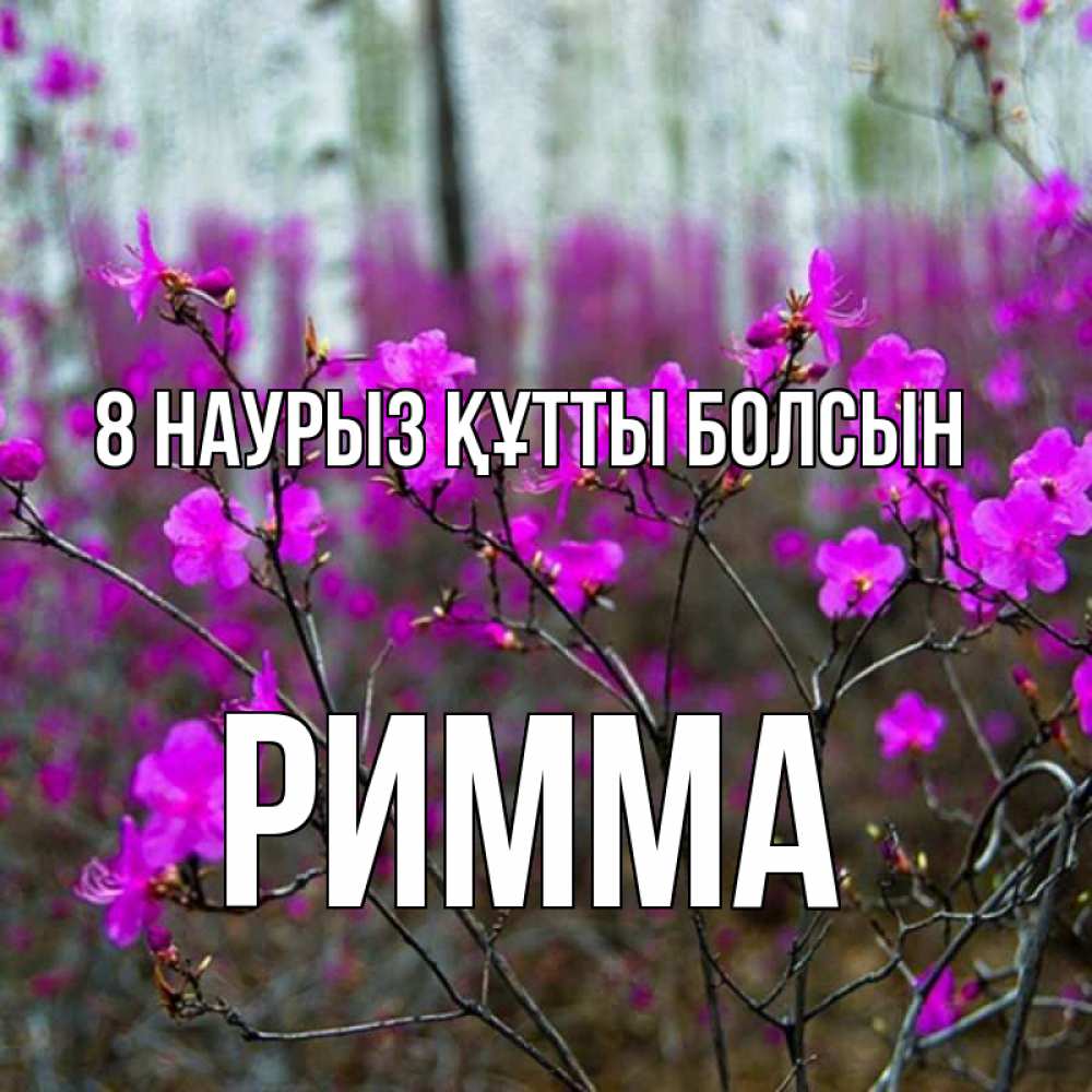Күн сайын ашық хат с именем, Римма 8 наурыз құтты болсын дикие цветы Онлайн тегін жүктеп алу тілектері бар керемет карта 