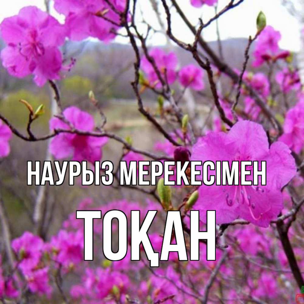 Күн сайын ашық хат с именем, ТОҚАН Наурыз мерекесімен праздник весны наурыз Онлайн тегін жүктеп алу тілектері бар керемет карта 