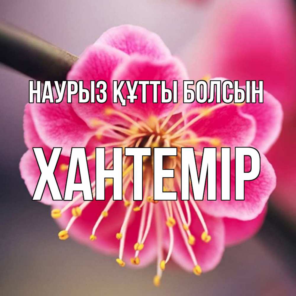 Күн сайын ашық хат с именем, ХАНТЕМІР Наурыз құтты болсын цветы Онлайн тегін жүктеп алу тілектері бар керемет карта 