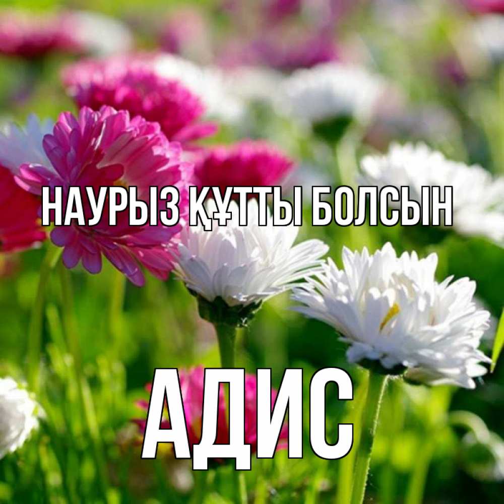 Күн сайын ашық хат с именем, Адис Наурыз құтты болсын наурыз Онлайн тегін жүктеп алу тілектері бар керемет карта 
