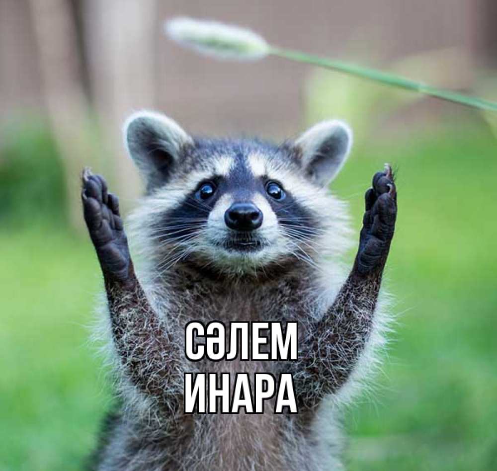 Күн сайын ашық хат с именем, Инара Сәлем животные Онлайн тегін жүктеп алу тілектері бар керемет карта 