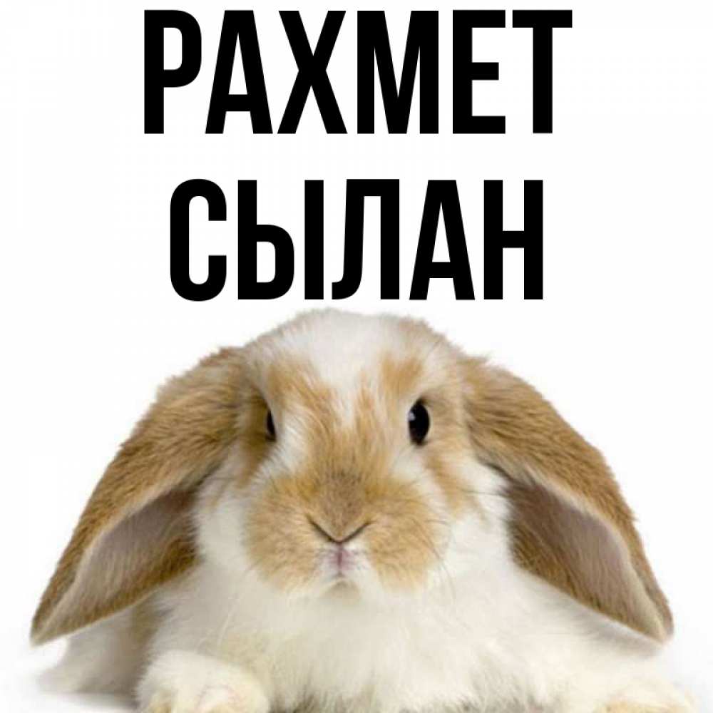 Күн сайын ашық хат с именем, СЫЛАН рахмет коричнево белый заяц Онлайн тегін жүктеп алу тілектері бар керемет карта 