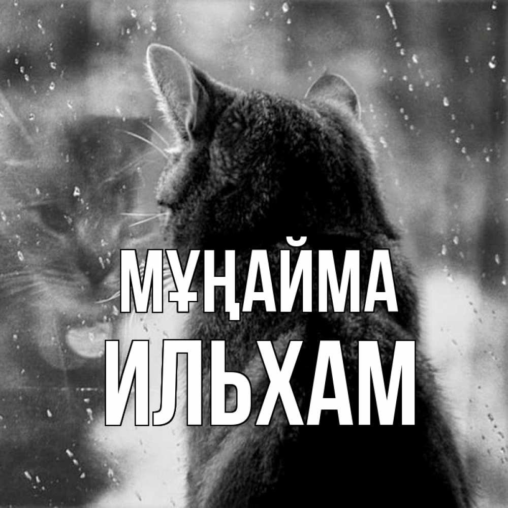 Күн сайын ашық хат с именем, Ильхам Мұңайма отражение кота 1 Онлайн тегін жүктеп алу тілектері бар керемет карта 