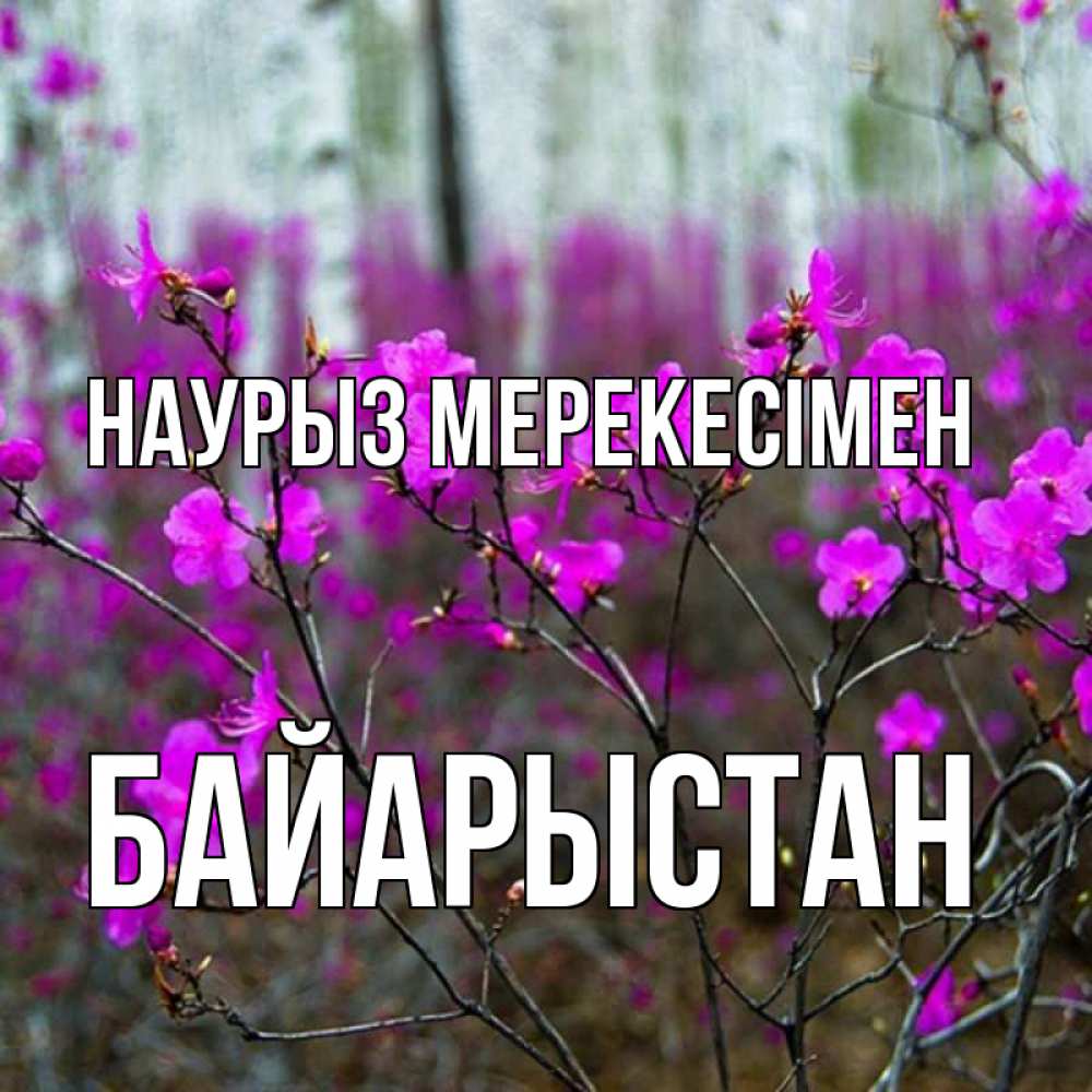 Күн сайын ашық хат с именем, Байарыстан Наурыз мерекесімен дикие цветы Онлайн тегін жүктеп алу тілектері бар керемет карта 