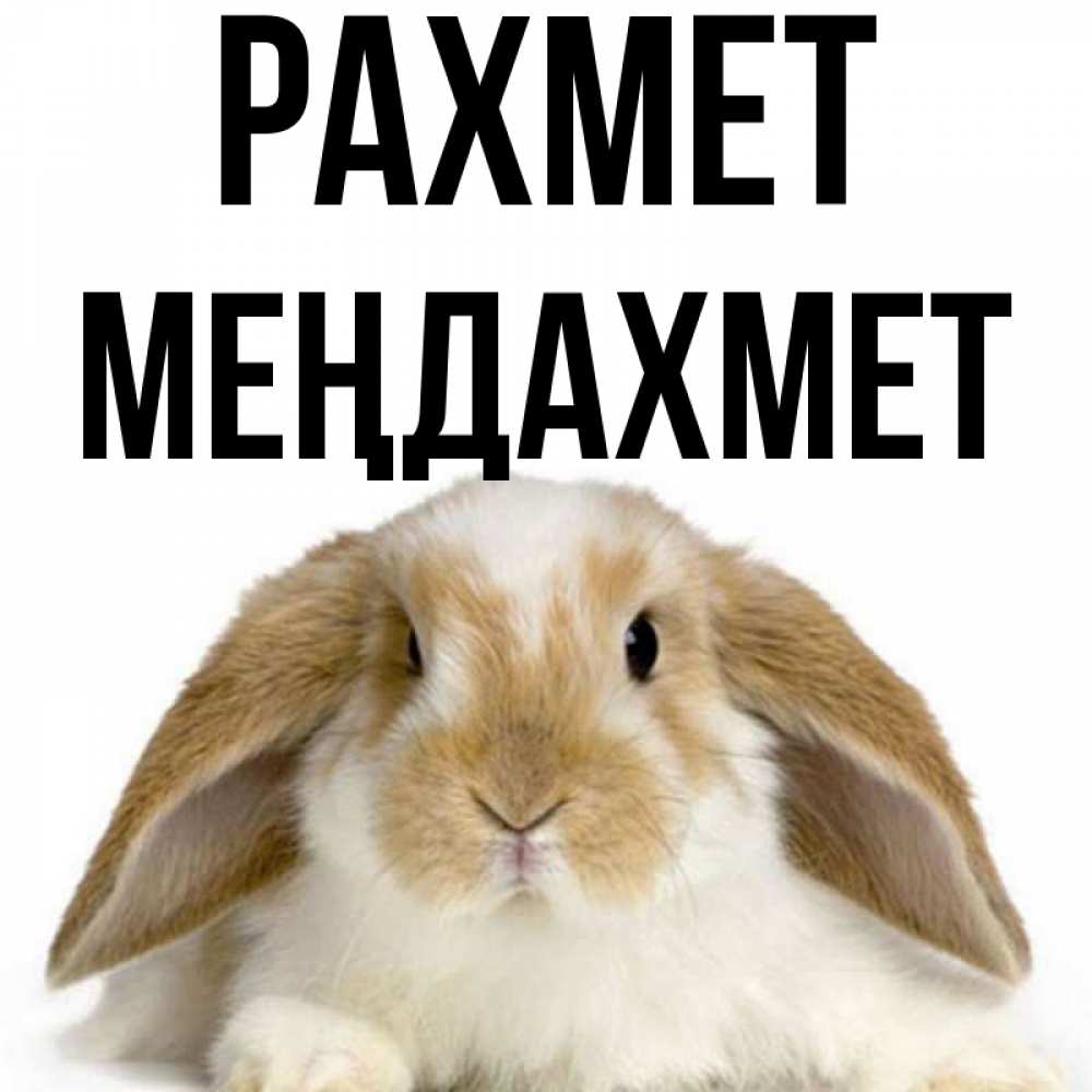 Күн сайын ашық хат с именем, МЕҢДАХМЕТ рахмет коричнево белый заяц Онлайн тегін жүктеп алу тілектері бар керемет карта 