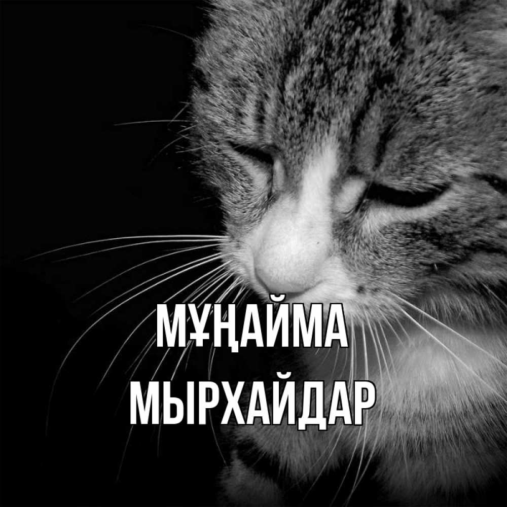 Күн сайын ашық хат с именем, МЫРХАЙДАР Мұңайма грустный котик Онлайн тегін жүктеп алу тілектері бар керемет карта 