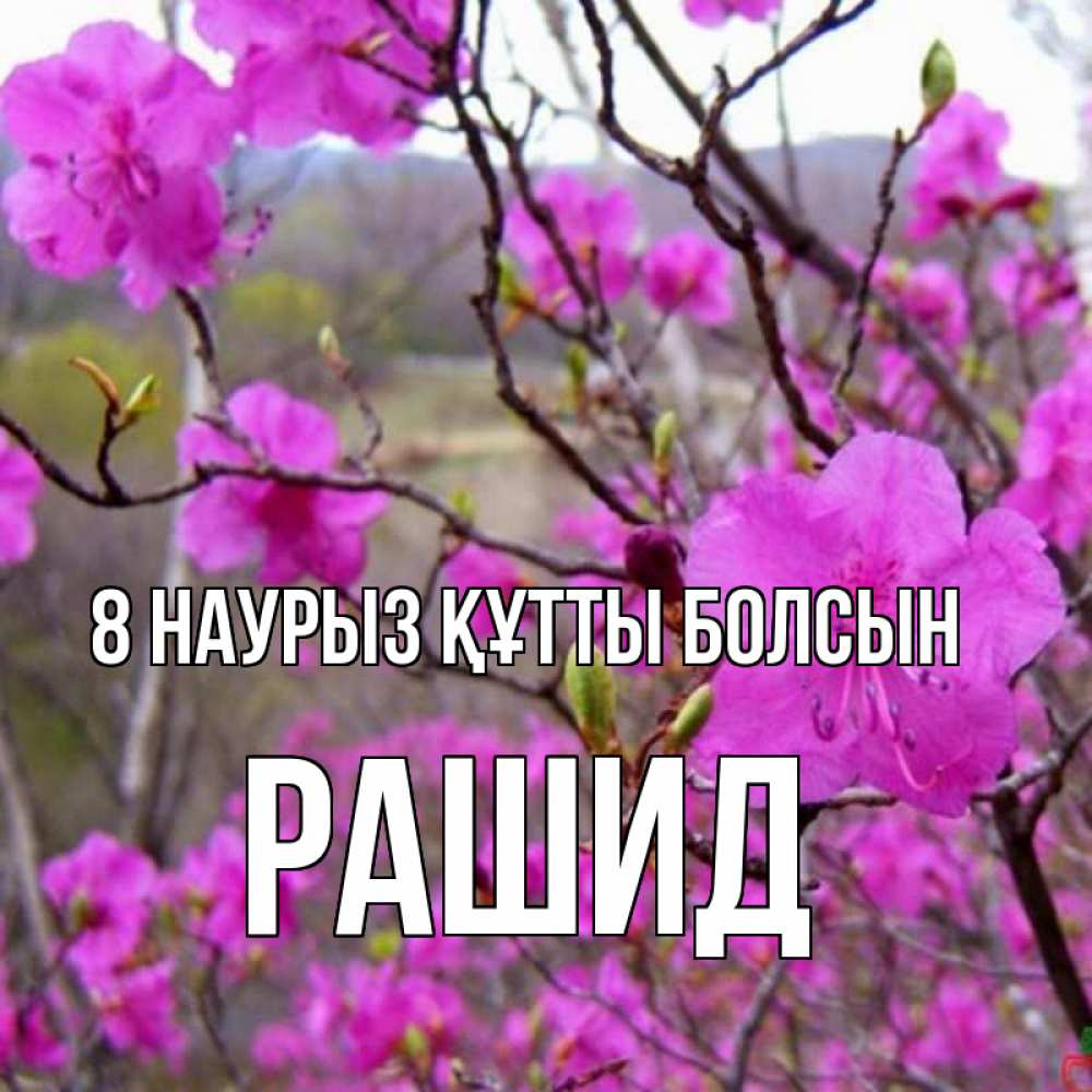 Күн сайын ашық хат с именем, Рашид 8 наурыз құтты болсын международный женский день Онлайн тегін жүктеп алу тілектері бар керемет карта 