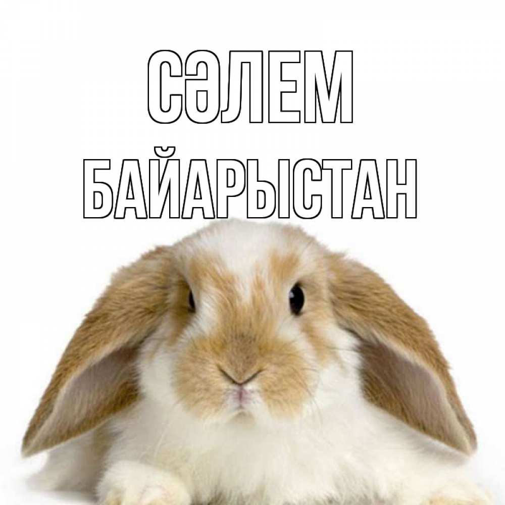 Күн сайын ашық хат с именем, Байарыстан Сәлем с животными Онлайн тегін жүктеп алу тілектері бар керемет карта 