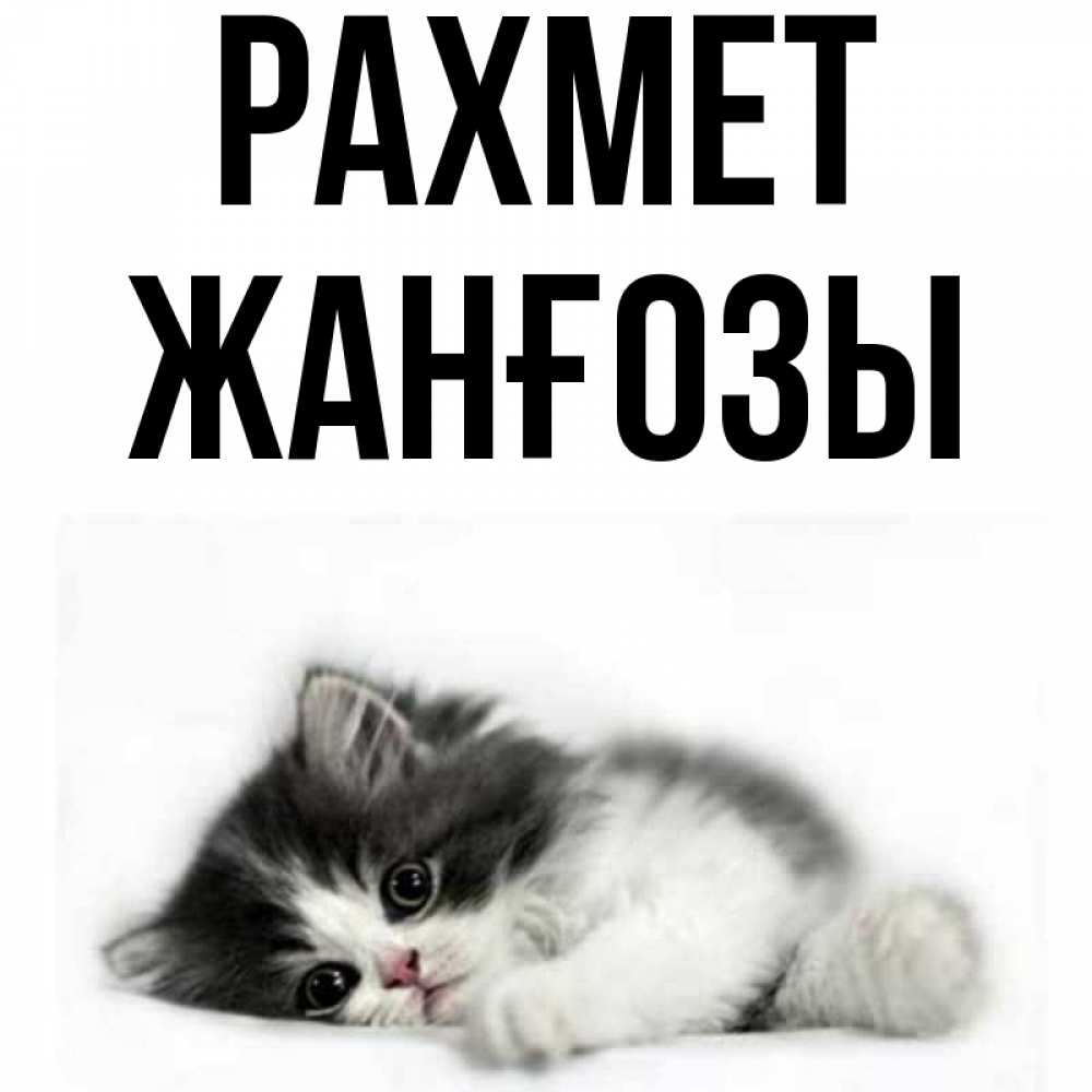 Күн сайын ашық хат с именем, Жанғозы рахмет черный и белый кот Онлайн тегін жүктеп алу тілектері бар керемет карта 