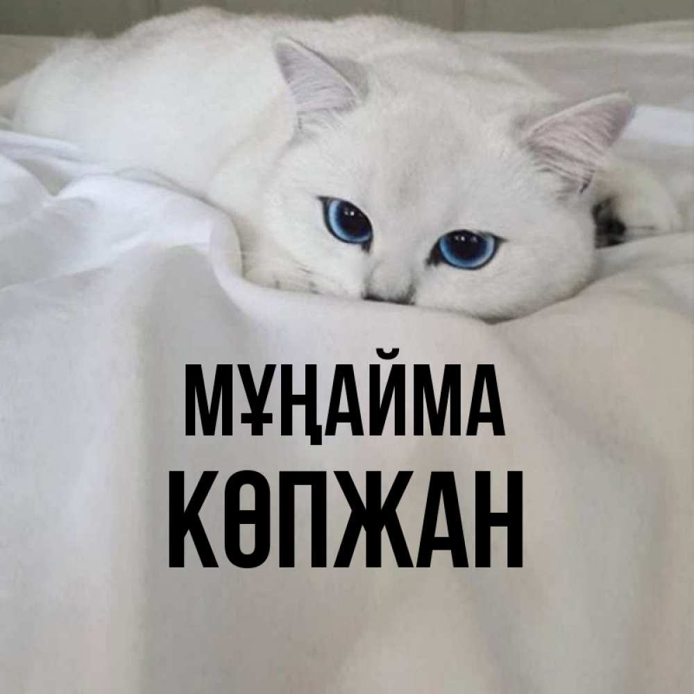 Күн сайын ашық хат с именем, Көпжан Мұңайма Голубоглазая кошка Онлайн тегін жүктеп алу тілектері бар керемет карта 