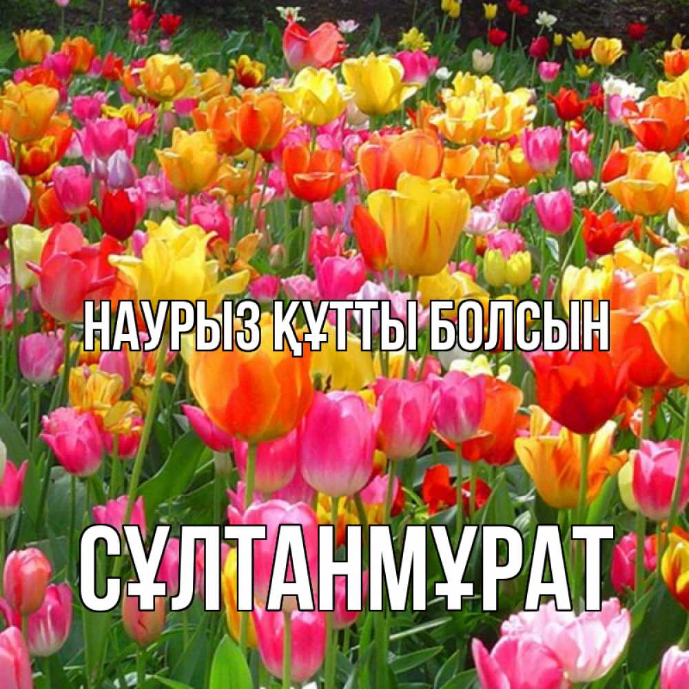 Күн сайын ашық хат с именем, СҰЛТАНМҰРАТ Наурыз құтты болсын на наурыз  ура ура Онлайн тегін жүктеп алу тілектері бар керемет карта 