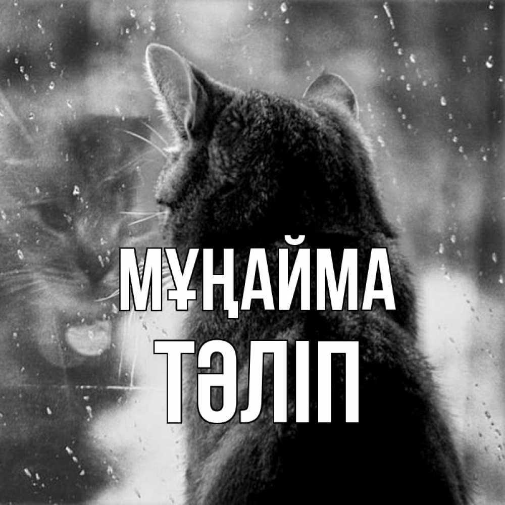 Күн сайын ашық хат с именем, ТӘЛІП Мұңайма отражение кота 1 Онлайн тегін жүктеп алу тілектері бар керемет карта 