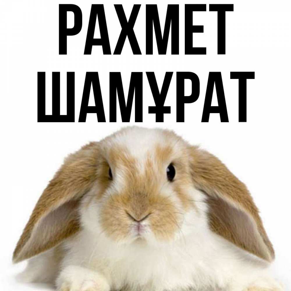 Күн сайын ашық хат с именем, ШАМҰРАТ рахмет коричнево белый заяц Онлайн тегін жүктеп алу тілектері бар керемет карта 