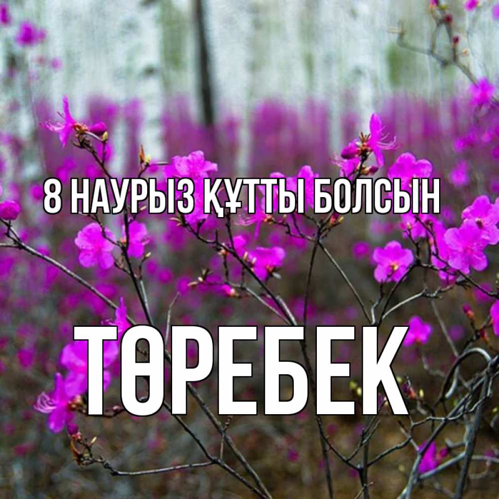 Күн сайын ашық хат с именем, ТӨРЕБЕК 8 наурыз құтты болсын дикие цветы Онлайн тегін жүктеп алу тілектері бар керемет карта 